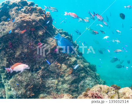 ホウライヒメジ、チョウチョウウオ、メジナ、ソラスズメダイ、キンギョハナダイ他群れ。ヒリゾ浜南伊豆町 135032514