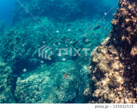 ホウライヒメジ、チョウチョウウオ、メジナ、ソラスズメダイ、キンギョハナダイ他群れ。ヒリゾ浜南伊豆町 ホウライヒメジ、チョウチョウウオ、メジナ、ソラスズメダイ、キンギョハナダイ他群れ。ヒリゾ浜南伊豆町 135032515