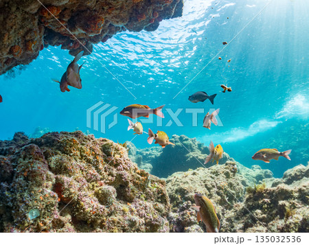 ホウライヒメジ、チョウチョウウオ、メジナ、ソラスズメダイ、キンギョハナダイ他群れ。ヒリゾ浜南伊豆町 135032536