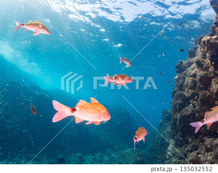 ホウライヒメジ、チョウチョウウオ、メジナ、ソラスズメダイ、キンギョハナダイ他群れ。ヒリゾ浜南伊豆町 135032552