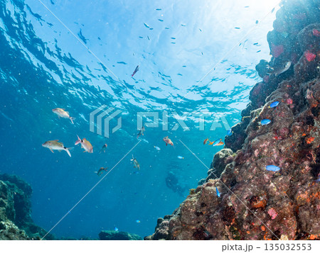 ホウライヒメジ、チョウチョウウオ、メジナ、ソラスズメダイ、キンギョハナダイ他群れ。ヒリゾ浜南伊豆町 135032553