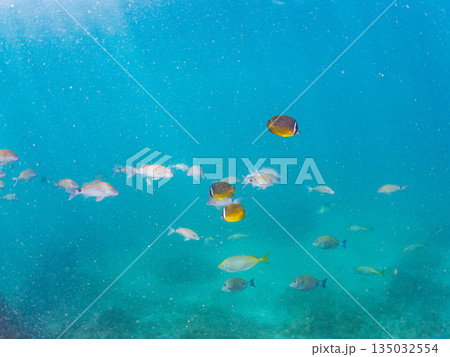 ホウライヒメジ、チョウチョウウオ、メジナ、ソラスズメダイ、キンギョハナダイ他群れ。ヒリゾ浜南伊豆町 135032554