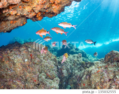 ホウライヒメジ、チョウチョウウオ、メジナ、ソラスズメダイ、キンギョハナダイ他群れ。ヒリゾ浜南伊豆町 135032555