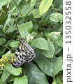 butterfly resting on leaves. High quality photo 135032558