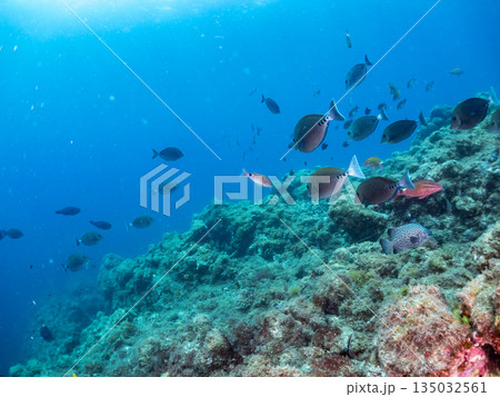 ホウライヒメジ、チョウチョウウオ、メジナ、ソラスズメダイ、キンギョハナダイ他群れ。ヒリゾ浜南伊豆町 135032561
