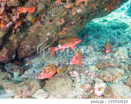 ホウライヒメジ、チョウチョウウオ、メジナ、ソラスズメダイ、キンギョハナダイ他群れ。ヒリゾ浜南伊豆町 135032610