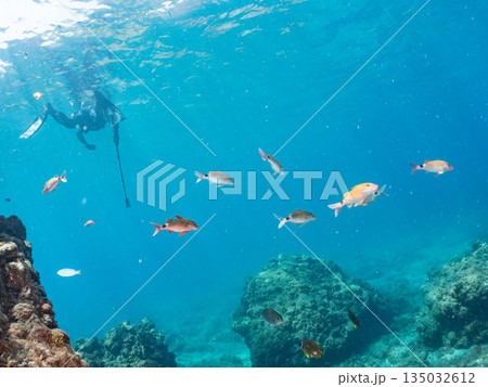 ホウライヒメジ、チョウチョウウオ、メジナ、ソラスズメダイ、キンギョハナダイ他群れ。ヒリゾ浜南伊豆町 ホウライヒメジ、チョウチョウウオ、メジナ、ソラスズメダイ、キンギョハナダイ他群れ。ヒリゾ浜南伊豆町 135032612