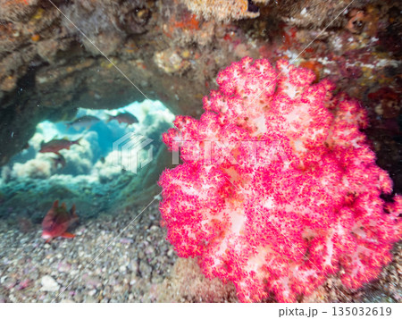 ホウライヒメジ、チョウチョウウオ、メジナ、ソラスズメダイ、キンギョハナダイ他群れ。ヒリゾ浜南伊豆町 135032619