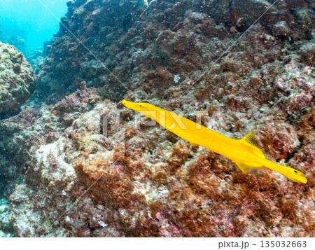 ヘラヤガラ、ホウライヒメジ、メジナ他の群れ。ヒリゾ浜南伊豆町中木 静岡県伊豆半島-2025 日本有数 ヘラヤガラ、ホウライヒメジ、メジナ他の群れ。ヒリゾ浜南伊豆町中木 静岡県伊豆半島-2025 日本有数 135032663