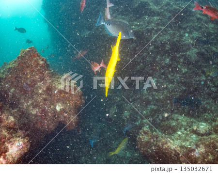 ヘラヤガラ、ホウライヒメジ、メジナ他の群れ。ヒリゾ浜南伊豆町中木 静岡県伊豆半島-2025 日本有数 ヘラヤガラ、ホウライヒメジ、メジナ他の群れ。ヒリゾ浜南伊豆町中木 静岡県伊豆半島-2025 日本有数 135032671