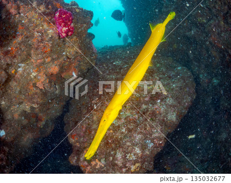 ヘラヤガラ、ホウライヒメジ、メジナ他の群れ。ヒリゾ浜南伊豆町中木 静岡県伊豆半島-2025 日本有数 135032677