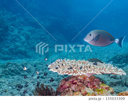 サンゴに住むナンヨウハギ、フタスジリュウキュウスズメダイ他幼魚の群れ。ヒリゾ浜南伊豆町中木静岡県伊豆 サンゴに住むナンヨウハギ、フタスジリュウキュウスズメダイ他幼魚の群れ。ヒリゾ浜南伊豆町中木静岡県伊豆 135033309