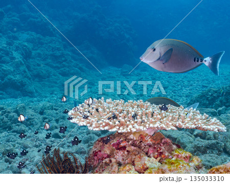 サンゴに住むナンヨウハギ、フタスジリュウキュウスズメダイ他幼魚の群れ。ヒリゾ浜南伊豆町中木静岡県伊豆 135033310
