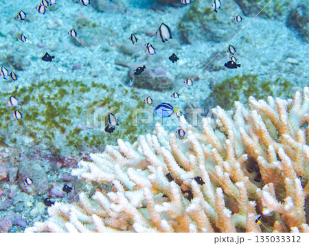 サンゴに住むナンヨウハギ、フタスジリュウキュウスズメダイ他幼魚の群れ。ヒリゾ浜南伊豆町中木静岡県伊豆 135033312