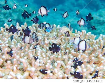 サンゴに住むナンヨウハギ、フタスジリュウキュウスズメダイ他幼魚の群れ。ヒリゾ浜南伊豆町中木静岡県伊豆 135033316