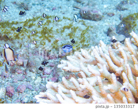 サンゴに住むナンヨウハギ、フタスジリュウキュウスズメダイ他幼魚の群れ。ヒリゾ浜南伊豆町中木静岡県伊豆 135033317