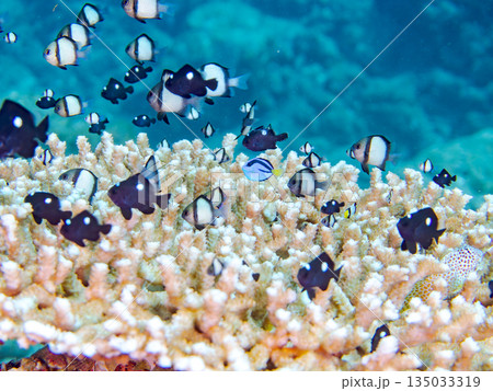 サンゴに住むナンヨウハギ、フタスジリュウキュウスズメダイ他幼魚の群れ。ヒリゾ浜南伊豆町中木静岡県伊豆 サンゴに住むナンヨウハギ、フタスジリュウキュウスズメダイ他幼魚の群れ。ヒリゾ浜南伊豆町中木静岡県伊豆 135033319