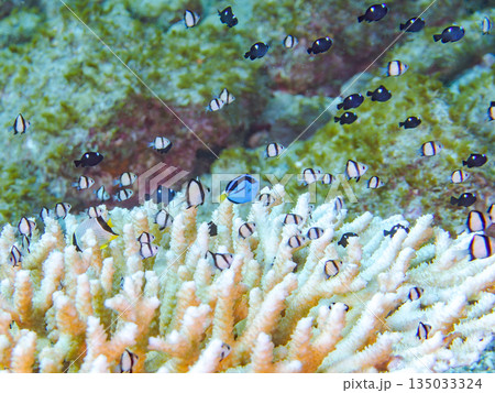 サンゴに住むナンヨウハギ、フタスジリュウキュウスズメダイ他幼魚の群れ。ヒリゾ浜南伊豆町中木静岡県伊豆 135033324