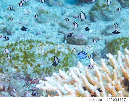 サンゴに住むナンヨウハギ、フタスジリュウキュウスズメダイ他幼魚の群れ。ヒリゾ浜南伊豆町中木静岡県伊豆 135033327