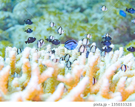 サンゴに住むナンヨウハギ、フタスジリュウキュウスズメダイ他幼魚の群れ。ヒリゾ浜南伊豆町中木静岡県伊豆 サンゴに住むナンヨウハギ、フタスジリュウキュウスズメダイ他幼魚の群れ。ヒリゾ浜南伊豆町中木静岡県伊豆 135033328