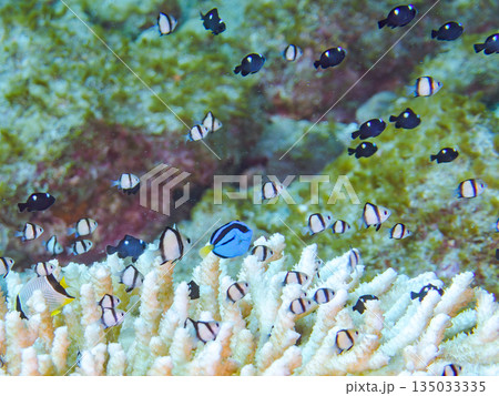サンゴに住むナンヨウハギ、フタスジリュウキュウスズメダイ他幼魚の群れ。ヒリゾ浜南伊豆町中木静岡県伊豆 サンゴに住むナンヨウハギ、フタスジリュウキュウスズメダイ他幼魚の群れ。ヒリゾ浜南伊豆町中木静岡県伊豆 135033335