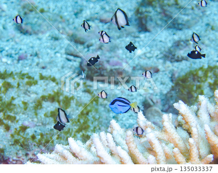 サンゴに住むナンヨウハギ、フタスジリュウキュウスズメダイ他幼魚の群れ。ヒリゾ浜南伊豆町中木静岡県伊豆 サンゴに住むナンヨウハギ、フタスジリュウキュウスズメダイ他幼魚の群れ。ヒリゾ浜南伊豆町中木静岡県伊豆 135033337