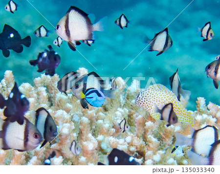 サンゴに住むナンヨウハギ、フタスジリュウキュウスズメダイ他幼魚の群れ。ヒリゾ浜南伊豆町中木静岡県伊豆 サンゴに住むナンヨウハギ、フタスジリュウキュウスズメダイ他幼魚の群れ。ヒリゾ浜南伊豆町中木静岡県伊豆 135033340