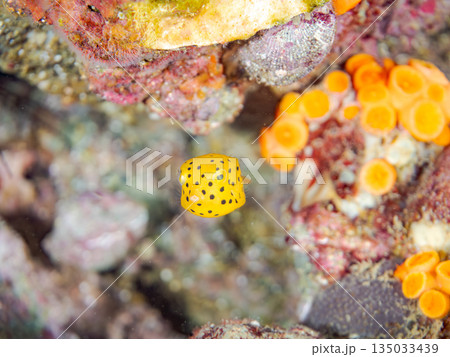 ミナミハコフグ幼魚他。ヒリゾ浜南伊豆町中木 静岡県伊豆半島-2025 日本有数のシュノーケリングスポ 135033439