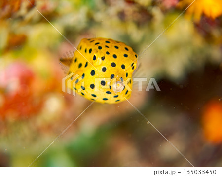 ミナミハコフグ幼魚他。ヒリゾ浜南伊豆町中木 静岡県伊豆半島-2025 日本有数のシュノーケリングスポ ミナミハコフグ幼魚他。ヒリゾ浜南伊豆町中木 静岡県伊豆半島-2025 日本有数のシュノーケリングスポ 135033450