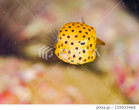 ミナミハコフグ幼魚他。ヒリゾ浜南伊豆町中木 静岡県伊豆半島-2025 日本有数のシュノーケリングスポ 135033468