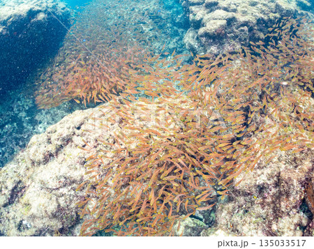 キンメモドキ大群。ヒリゾ浜南伊豆町中木 静岡県伊豆半島-2025 日本有数のシュノーケリングスポット 135033517