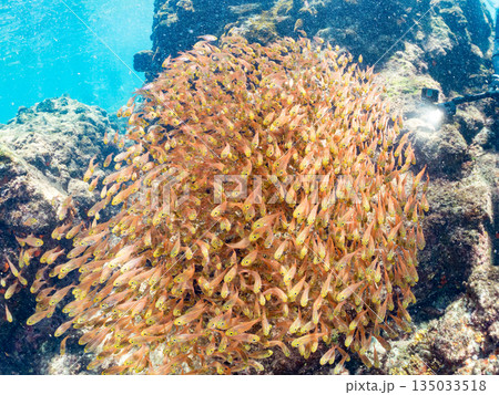 キンメモドキ大群。ヒリゾ浜南伊豆町中木 静岡県伊豆半島-2025 日本有数のシュノーケリングスポット キンメモドキ大群。ヒリゾ浜南伊豆町中木 静岡県伊豆半島-2025 日本有数のシュノーケリングスポット 135033518