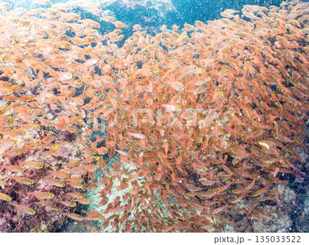 キンメモドキ大群。ヒリゾ浜南伊豆町中木 静岡県伊豆半島-2025 日本有数のシュノーケリングスポット 135033522