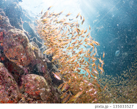 キンメモドキ大群。ヒリゾ浜南伊豆町中木 静岡県伊豆半島-2025 日本有数のシュノーケリングスポット 135033527