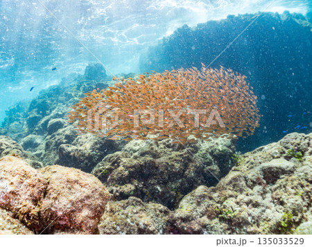キンメモドキ大群。ヒリゾ浜南伊豆町中木 静岡県伊豆半島-2025 日本有数のシュノーケリングスポット キンメモドキ大群。ヒリゾ浜南伊豆町中木 静岡県伊豆半島-2025 日本有数のシュノーケリングスポット 135033529