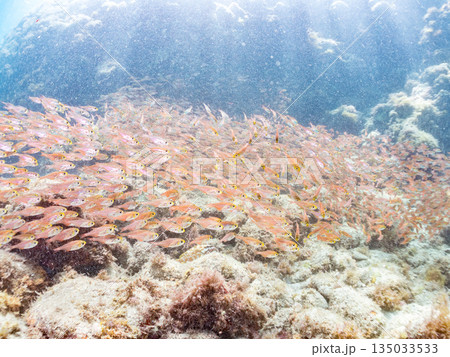 キンメモドキ大群。ヒリゾ浜南伊豆町中木 静岡県伊豆半島-2025 日本有数のシュノーケリングスポット 135033533
