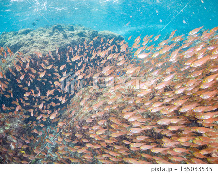 キンメモドキ大群。ヒリゾ浜南伊豆町中木 静岡県伊豆半島-2025 日本有数のシュノーケリングスポット 135033535