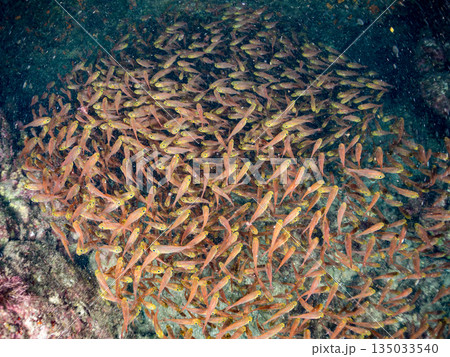 キンメモドキ大群。ヒリゾ浜南伊豆町中木 静岡県伊豆半島-2025 日本有数のシュノーケリングスポット 135033540