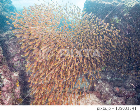 キンメモドキ大群。ヒリゾ浜南伊豆町中木 静岡県伊豆半島-2025 日本有数のシュノーケリングスポット 135033541