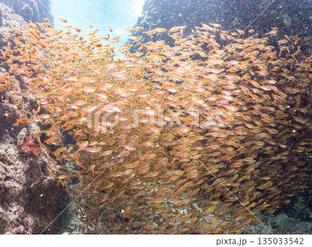 キンメモドキ大群。ヒリゾ浜南伊豆町中木 静岡県伊豆半島-2025 日本有数のシュノーケリングスポット 135033542