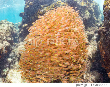 キンメモドキ大群。ヒリゾ浜南伊豆町中木 静岡県伊豆半島-2025 日本有数のシュノーケリングスポット 135033552