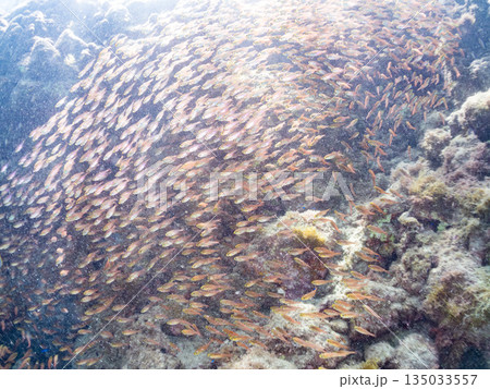 キンメモドキ大群。ヒリゾ浜南伊豆町中木 静岡県伊豆半島-2025 日本有数のシュノーケリングスポット 135033557
