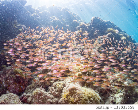 キンメモドキ大群。ヒリゾ浜南伊豆町中木 静岡県伊豆半島-2025 日本有数のシュノーケリングスポット 135033559