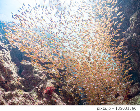 キンメモドキ大群。ヒリゾ浜南伊豆町中木 静岡県伊豆半島-2025 日本有数のシュノーケリングスポット 135033560