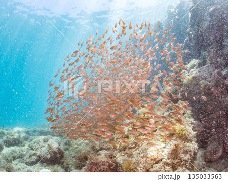 キンメモドキ大群。ヒリゾ浜南伊豆町中木 静岡県伊豆半島-2025 日本有数のシュノーケリングスポット 135033563