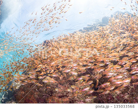 キンメモドキ大群。ヒリゾ浜南伊豆町中木 静岡県伊豆半島-2025 日本有数のシュノーケリングスポット 135033568