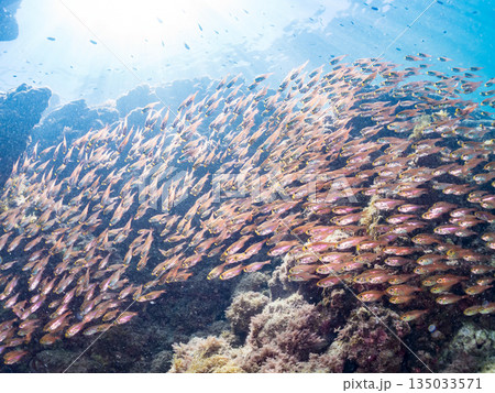 キンメモドキ大群。ヒリゾ浜南伊豆町中木 静岡県伊豆半島-2025 日本有数のシュノーケリングスポット 135033571
