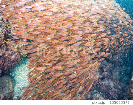 キンメモドキ大群。ヒリゾ浜南伊豆町中木 静岡県伊豆半島-2025 日本有数のシュノーケリングスポット キンメモドキ大群。ヒリゾ浜南伊豆町中木 静岡県伊豆半島-2025 日本有数のシュノーケリングスポット 135033572