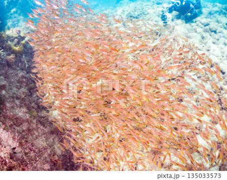 キンメモドキ大群。ヒリゾ浜南伊豆町中木 静岡県伊豆半島-2025 日本有数のシュノーケリングスポット 135033573