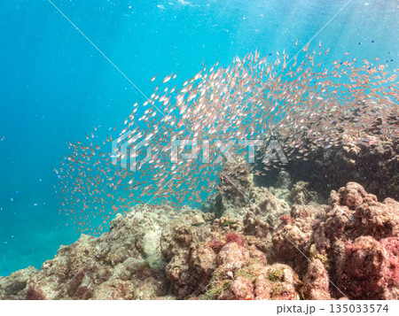 キンメモドキ大群。ヒリゾ浜南伊豆町中木 静岡県伊豆半島-2025 日本有数のシュノーケリングスポット 135033574